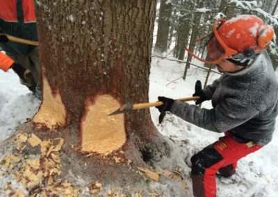 Abattage à l’ancienne aux Convers BE